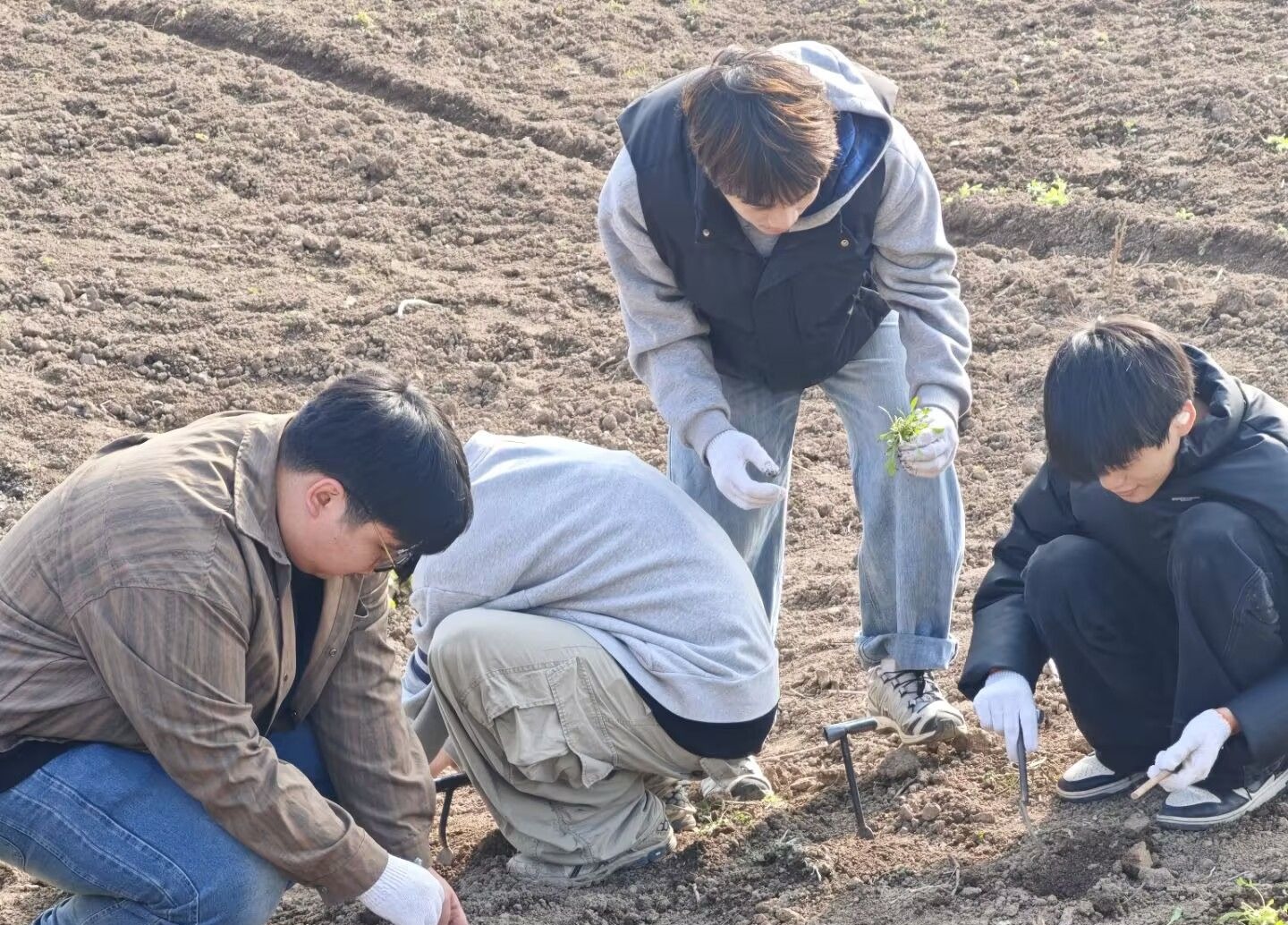 武昌理工学院千余名学子田间“上课” 亲手种下3000多平方米“虞美人”